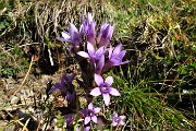 19 Gentiana anisodonta ramosa sul 'Sentiero degli Stradini'